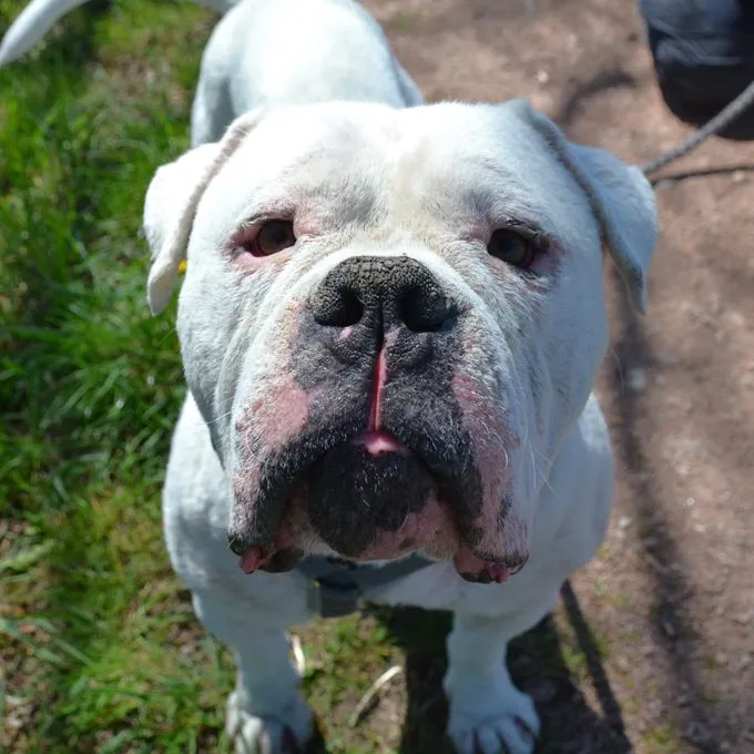 Flöckchen - english-bulldog zur Adoption