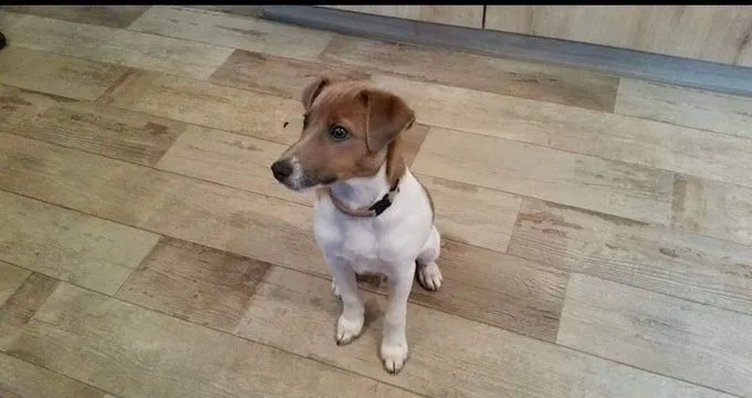 Dog from shelter, Balou | Terrier Mix Male