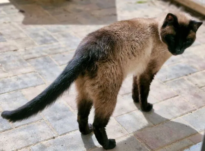 Gismo - Siam zur Adoption