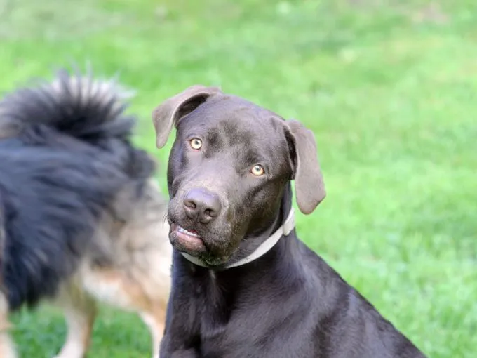 Monte - labrador zur Adoption