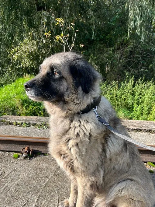 Dog from shelter, Bumi | Beige Schwarz Kangal Mix Male