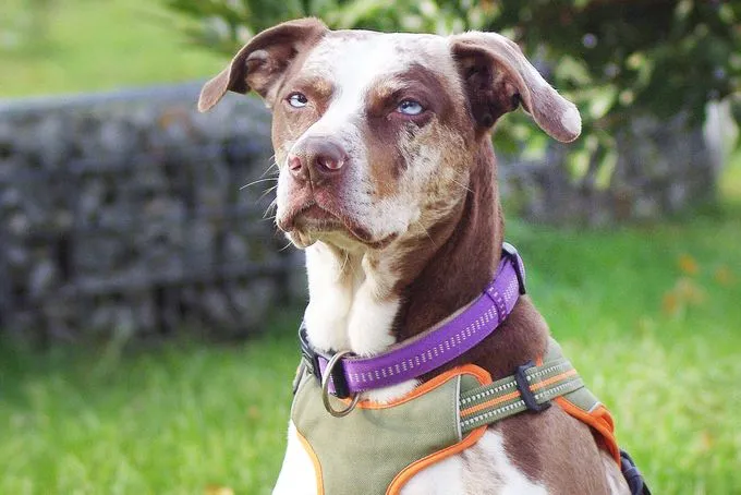 Dog from shelter, Mia | Catahoula Staffordshire Mix Female