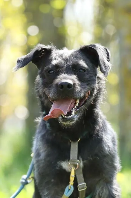 Hund aus Tierheim, Grobi | Schnauzer Mix Männlich