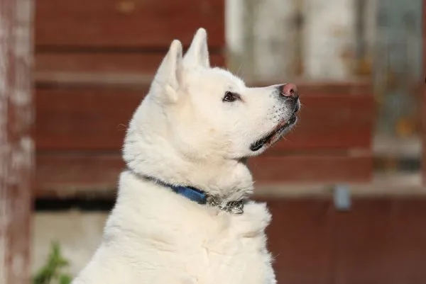 Hund aus Tierheim, Akio | Akita Inu Männlich