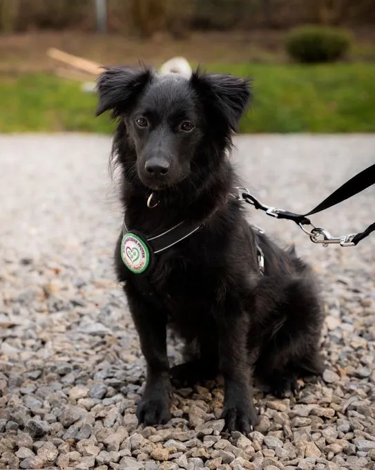 Leilani - Mix zur Adoption