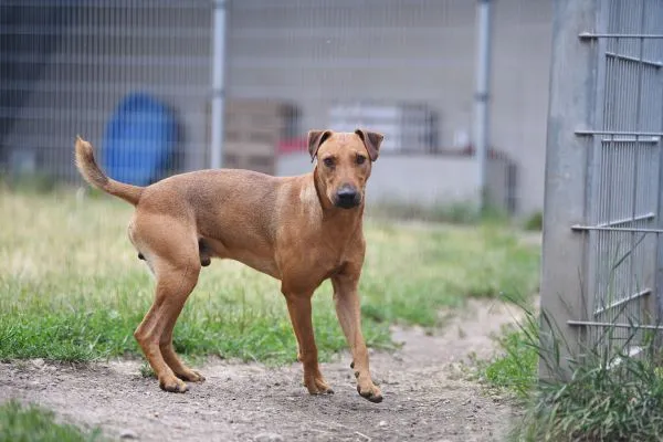 Dog from shelter, Gustav | Heideterrier Male