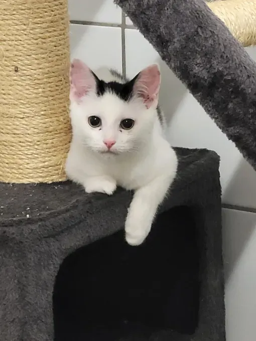 Cat from shelter, Schnipsel | Schwarz Weiß Ehk Male