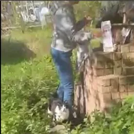 Katze aus Tierheim, Schatzemann | Schwarz Weiß Europäisch Kurzhaar Männlich