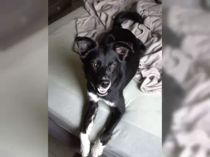Prinz - Mischling zur Adoption