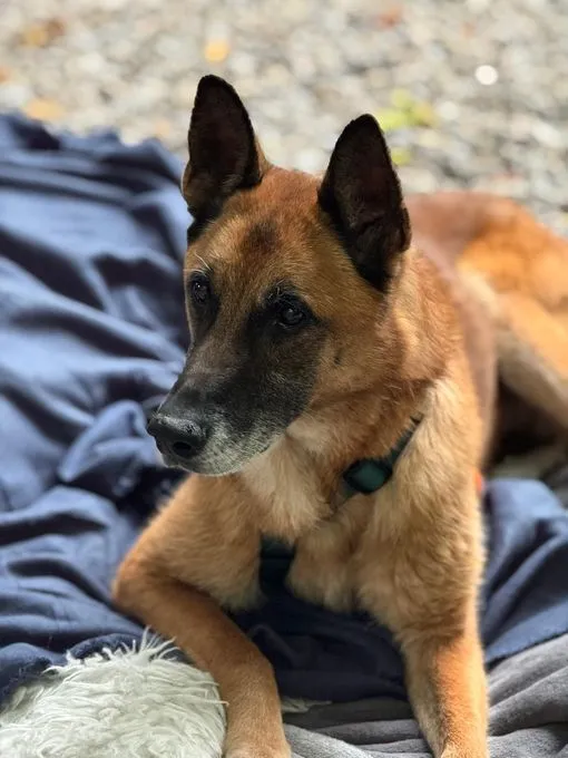 Merlin - Mischling zur Adoption