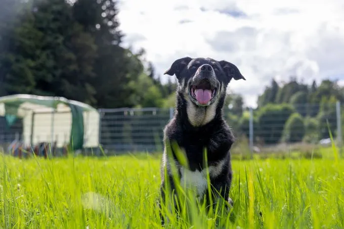 Dog from shelter, Tyson | Grau Schwarz Appenzeller Mischling Male