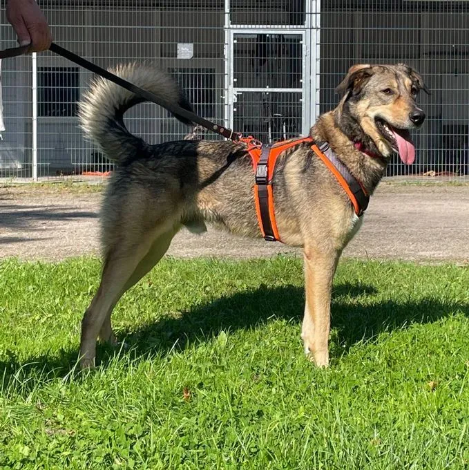 Hund aus Tierheim, Bobby | Braun Mischling Männlich