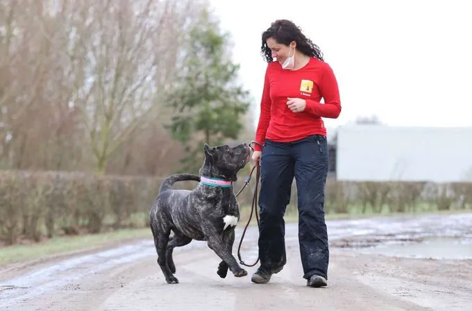 Dog from shelter, Charles | Dogo Canario Male