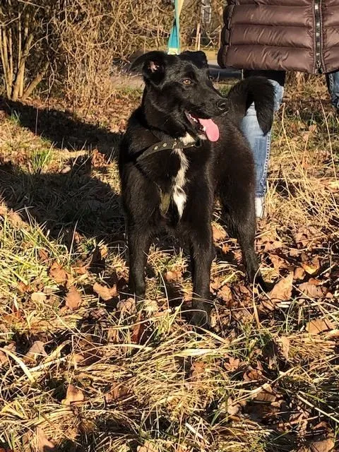Dog from shelter, Marie | Schwarz Mischling Female