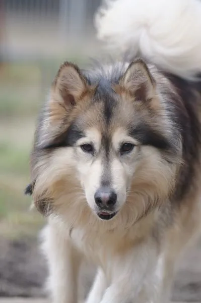 Dog from shelter, Timba | Husky Mix Male