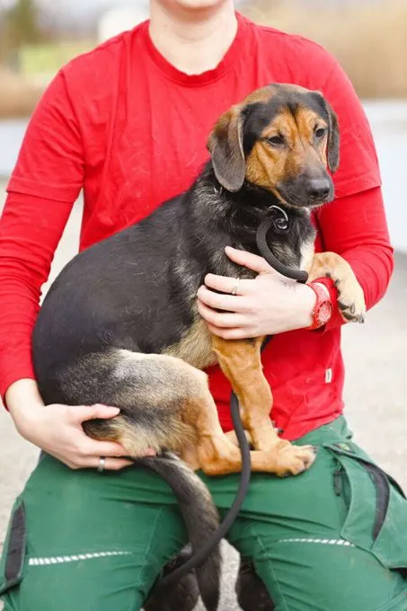 Dog from shelter, Dackel Mischlinge | Dackel Mischlinge