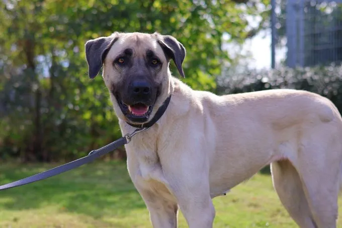 Ada - kangal zur Adoption