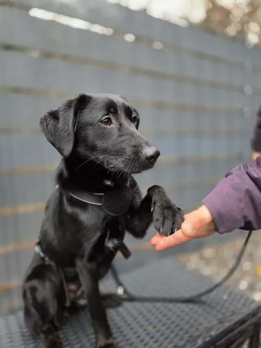 Syra - Mischling  zur Adoption