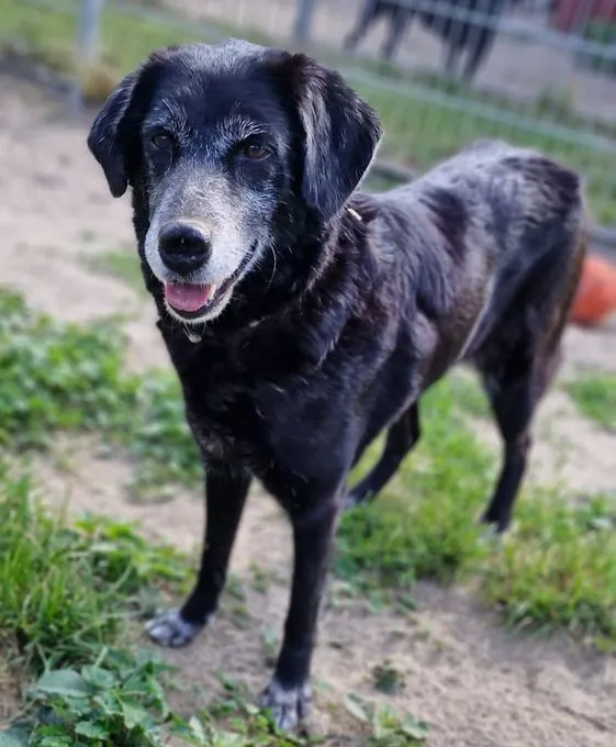 Jara - labrador-mix zur Adoption
