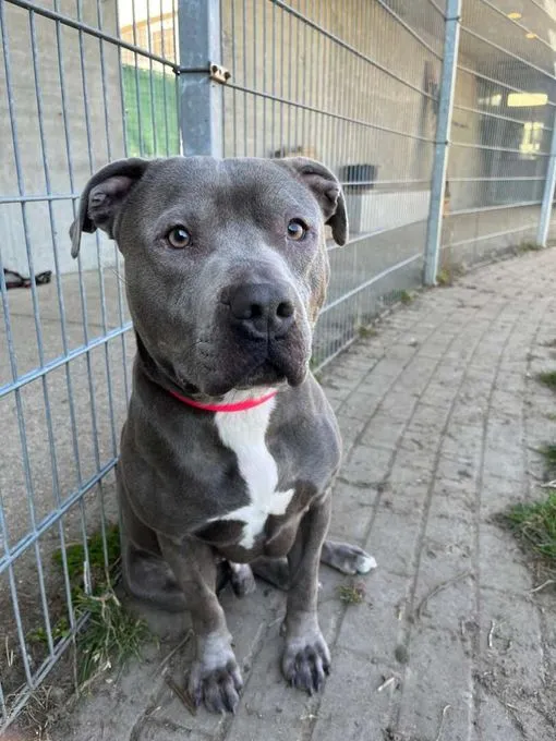 Dog from shelter, Hicks | Staffordshire Terrier Male