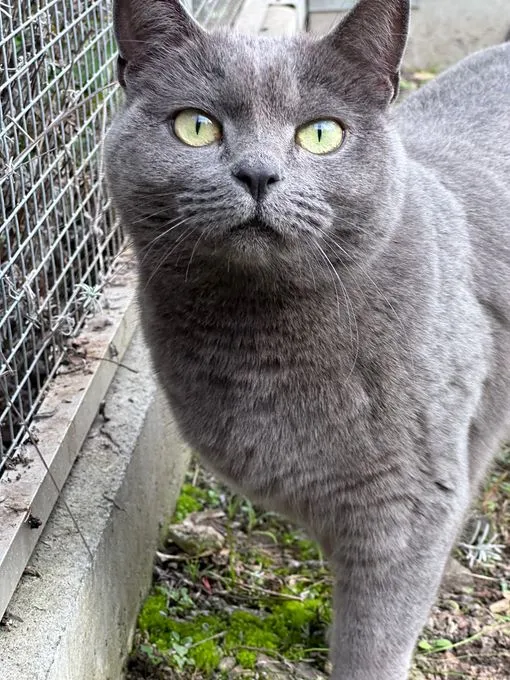 Cat from shelter, Calma | Blau Britisch Kurzhaar Female