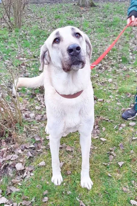 Hund aus Tierheim, Angel | Kangal Weiblich