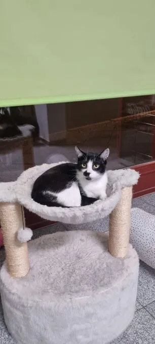 Aramis - ekh zur Adoption
