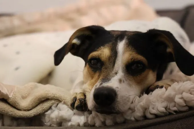 Dog from shelter, Pauline | Schwarz Braun Weiß Mischling Female