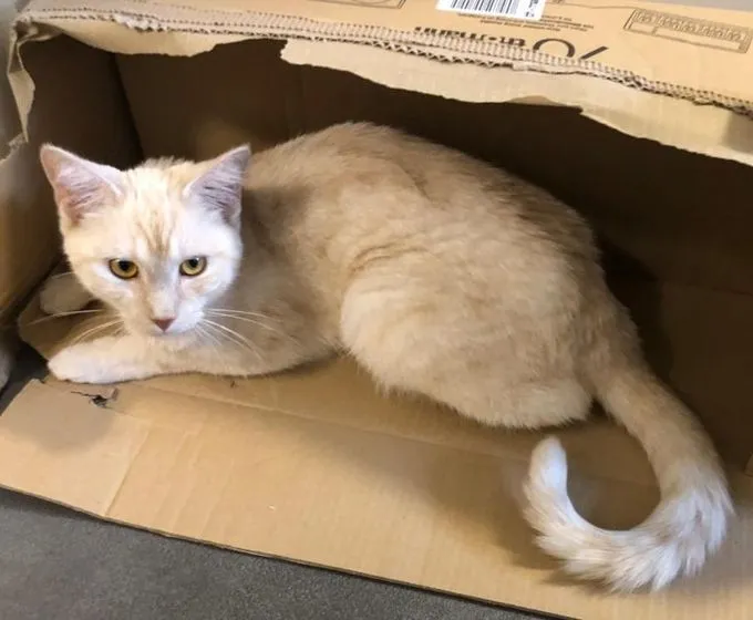 Katze aus Tierheim, Elli | Cremerot Ekh Weiblich