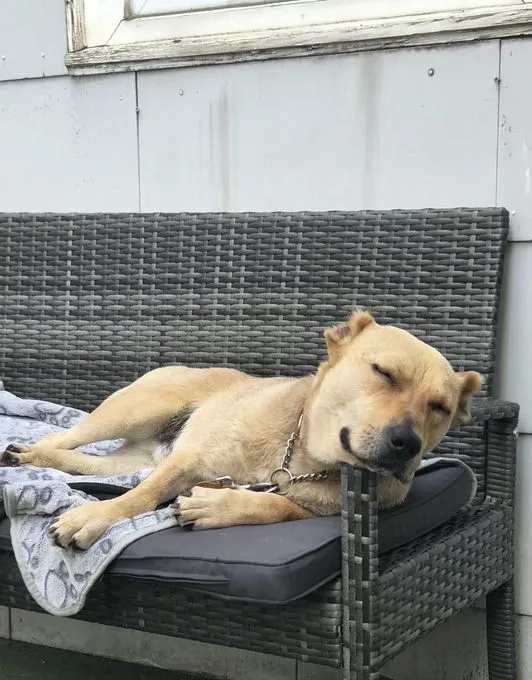 Pauli - mischling zur Adoption