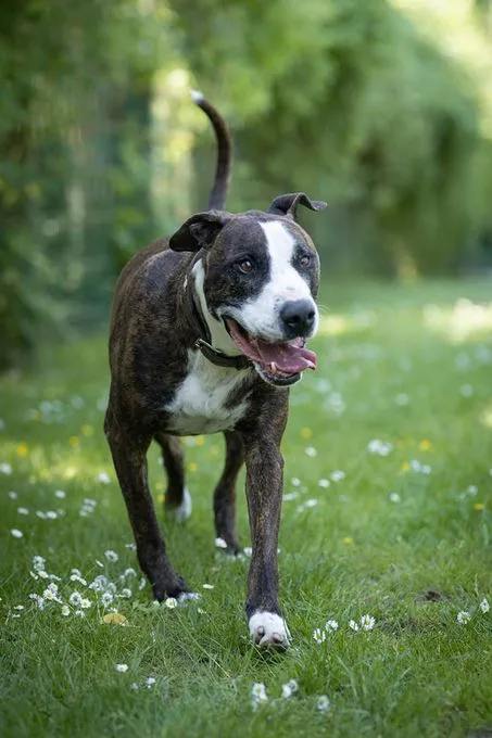 Hund aus Tierheim, Jack | Braun Gestromt Weiß Am Staff Terrier Männlich