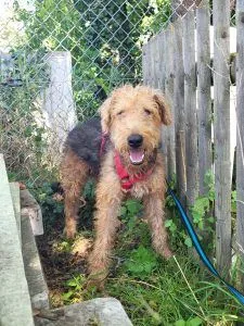 Dog from shelter, Balu | Airedale Terrier Male