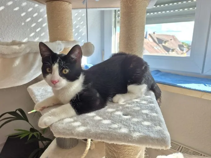 Alfie - EKH zur Adoption