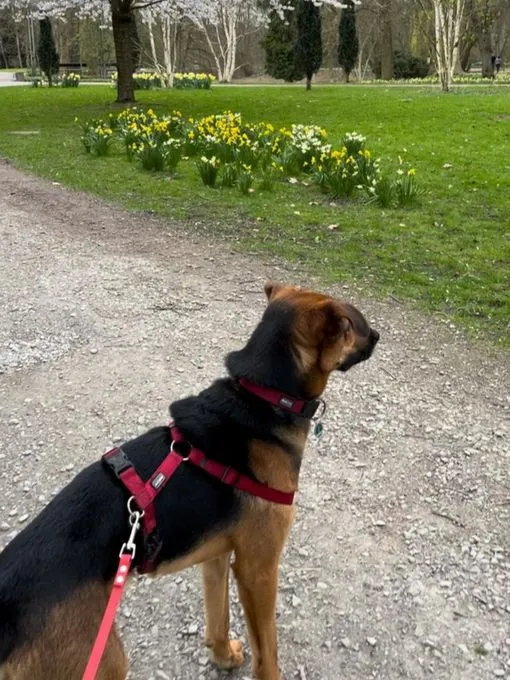 Dog from shelter, Vermittlungshilfe Mailo | Mailo Male