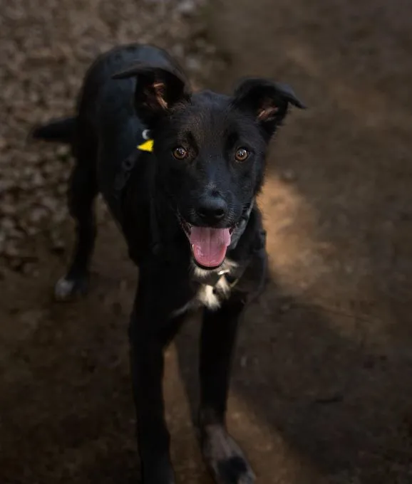 Taro - mischling zur Adoption
