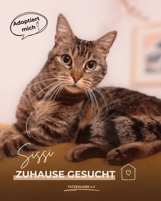 Sissi - europaeische-hauskatze zur Adoption