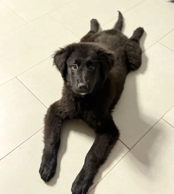 Butterfly - Mischling zur Adoption