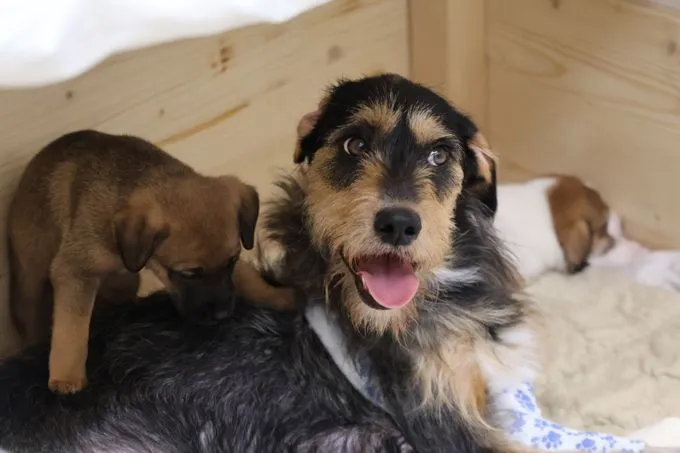 Dog from shelter, Nayla | Beige Braun Schwarz Mischling Female