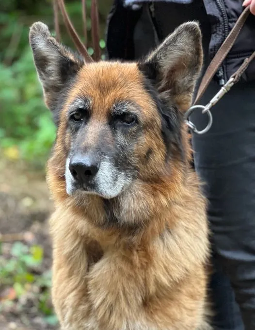 Amica - Schäferhund zur Adoption