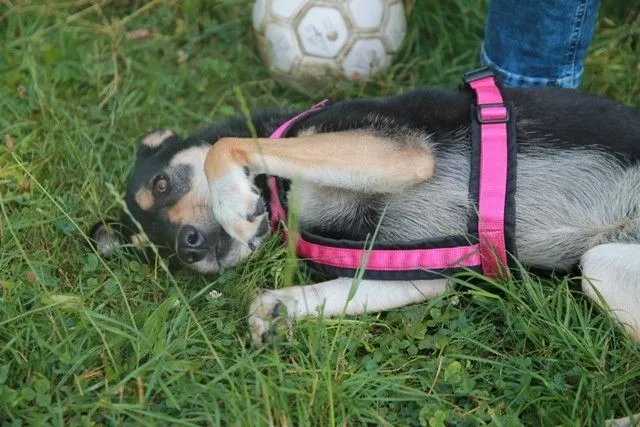 Dog from shelter, Irma | Schwarz Braun Mischling Female