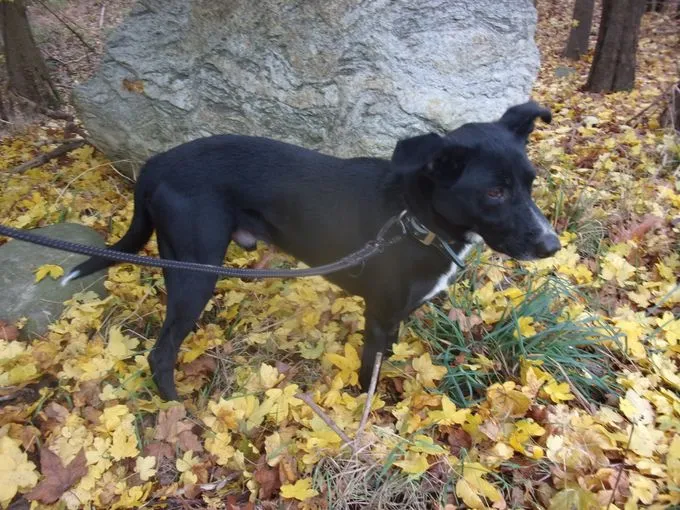 Dog from shelter, Mio | Schwarz Labrador Bordercollie Schäferhund Mix Male