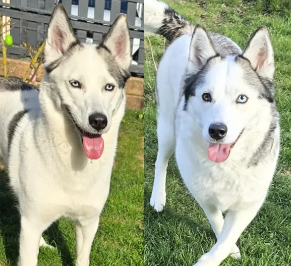 Hund aus Tierheim, Bonny Kira Ein Tolles Duo | Grau Weiß Husky Schäferhund Samojeden Mischlinge Weiblich