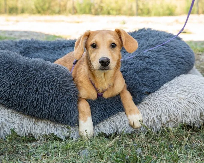 Elli - mischling zur Adoption