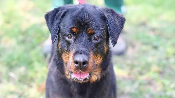 Lem - Rottweiler zur Adoption