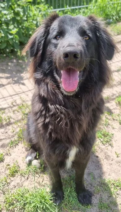 Dog from shelter, Ben | Schwarz Border Colli Mix Male