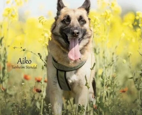 Dog from shelter, Aiko | Dsh Mix Male