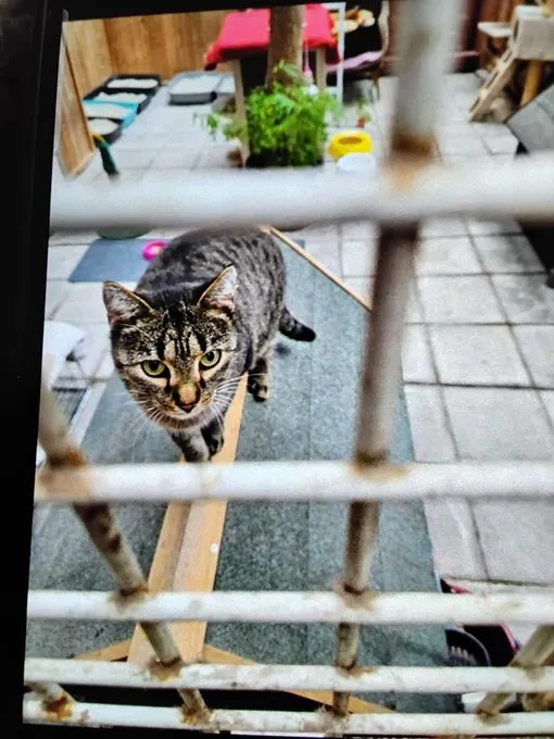 Cat from shelter, Mila Misty Und Joshi | Grau Getigert Schwarz Europäische Hauskatzen Female