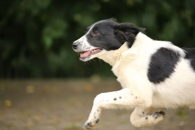 Dog from shelter, Cleo | Schwarz Weiß Mischling Female