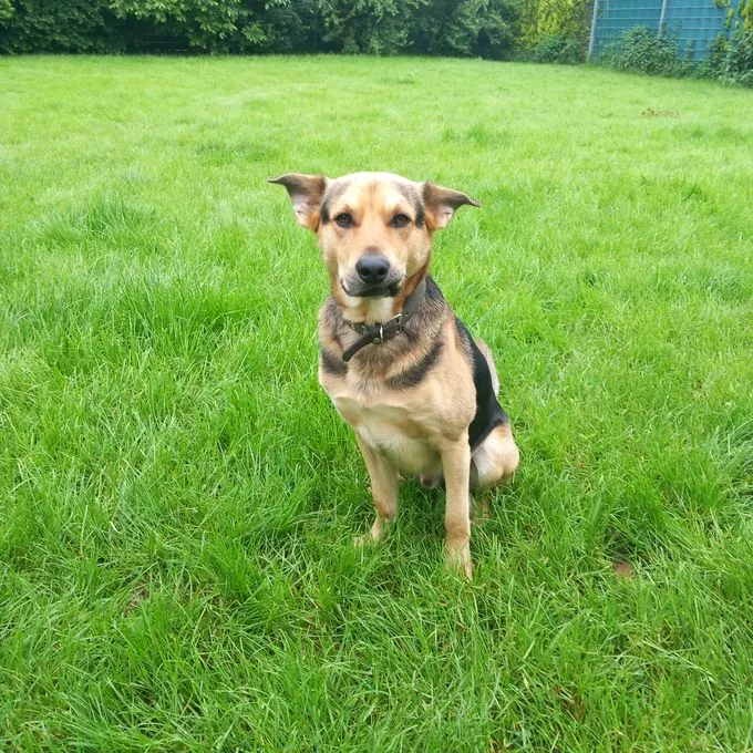 Dog from shelter, Dobby | Schwarz Braun Mix Male