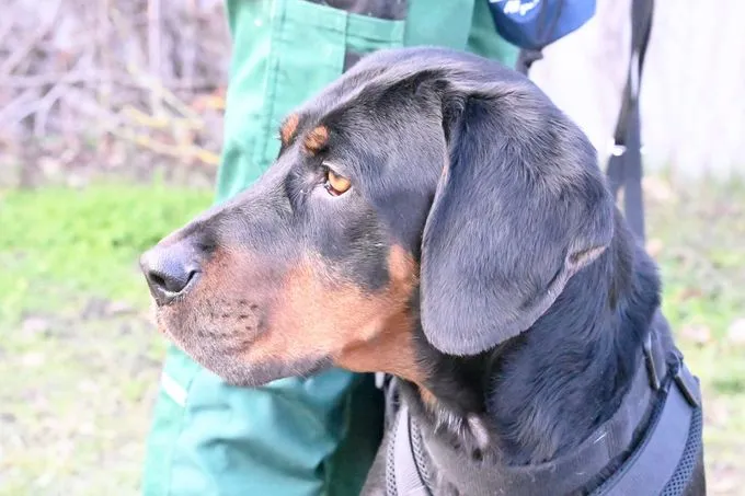 Dog from shelter, Pluto | Bracke Male